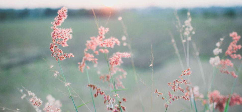 Pollensäsongen är här